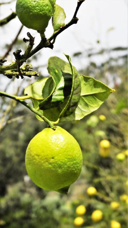 Free Canari - Los Alamos 8 Ξενοδοχείο Tegueste Εξωτερικό φωτογραφία